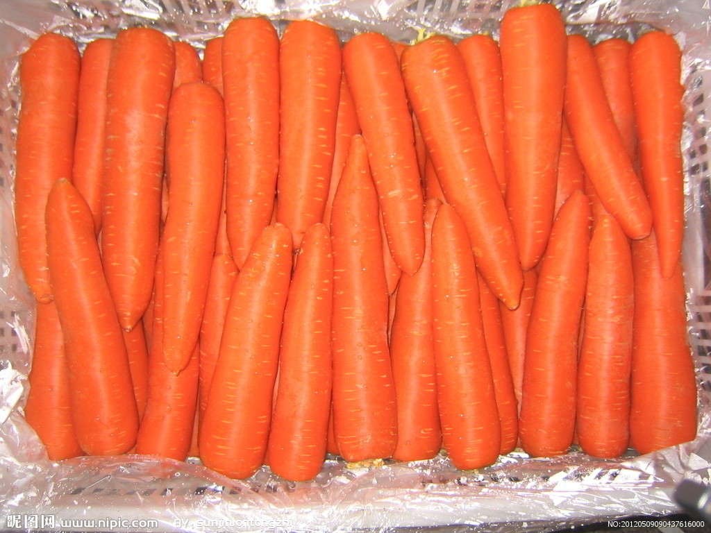 Carrot