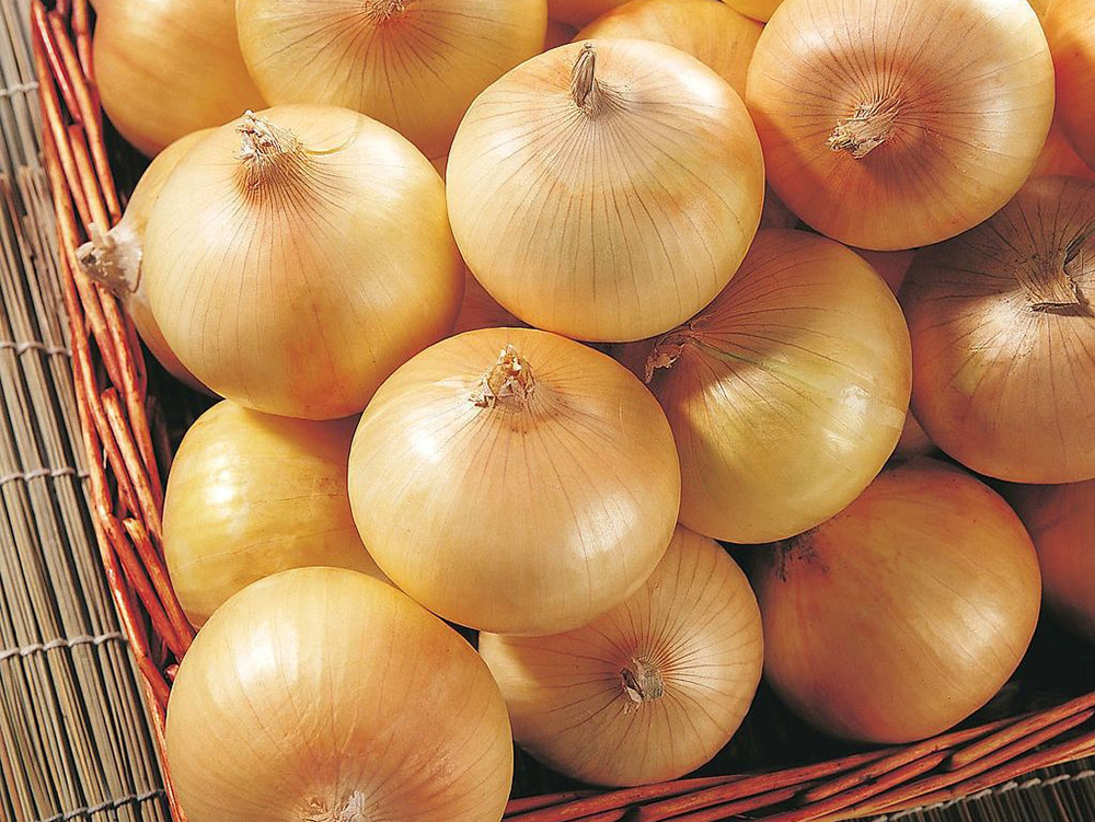 Yellow Onion