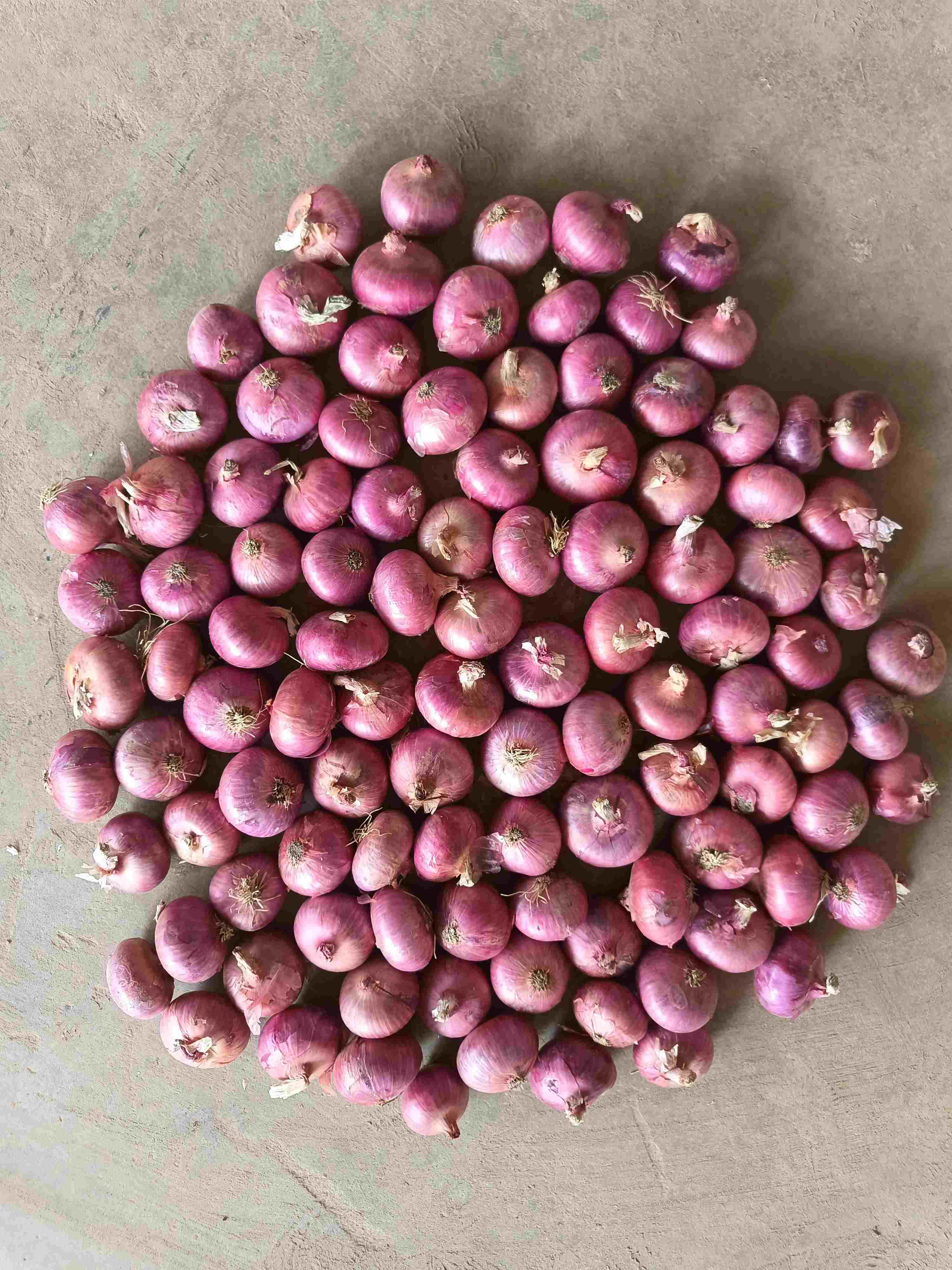Red Onion