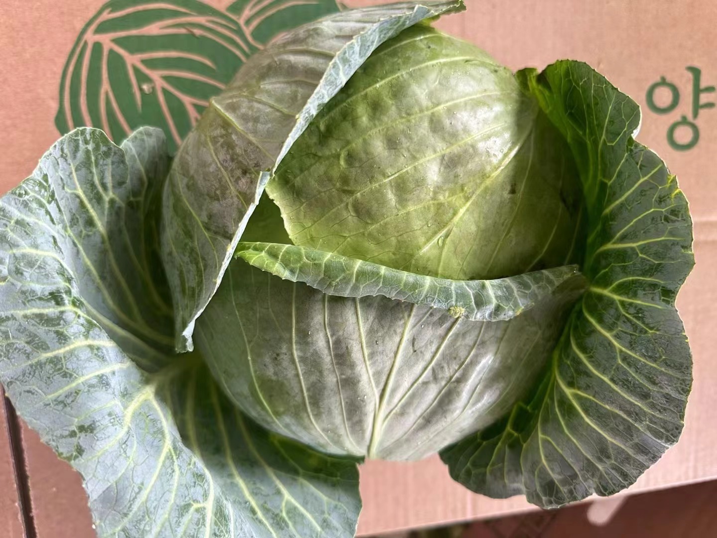 Cabbage